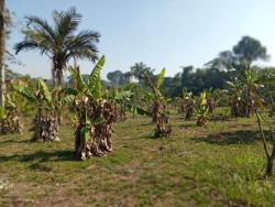 #1238 - Áreas rurais para Venda em Porto Velho - RO